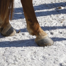 Hevosten jalkavammoja sattuu yhtä hyvin kotioloissa kuin kilpailutilanteissa. Varsinkin talvella hokkikengät voivat tehdä ikävää jälkeä, mutta ne ovat välttämättömät liukkaalla.