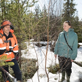 Metsuri Markku Lempinen raivasi kaksi viikkoa sitten Lumijoella parikymmenvuotiasta mäntytaimikkoa. Metsänhoitoesimies Tarja Peltomaa kävi kohteella jututtamassa.