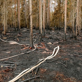 Pyhärannan viimekesäinen metsäpalo uhkasi levitä laajalle. Se saatiin hallintaan pelastuslaitosten ja viranomaisten tehokkaalla toiminnalla.