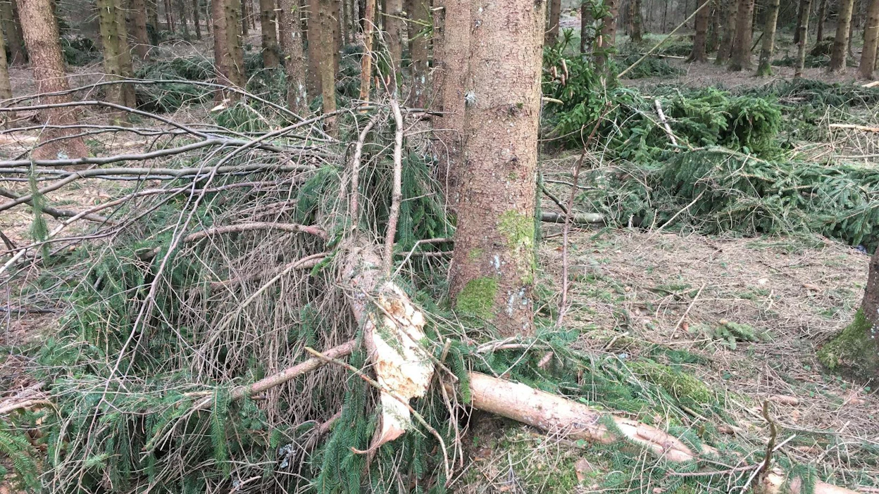 Kuvassa kaarnakuoriaisista ja lumituhoista kärsinyt baijerilaismetsä Saksasta.