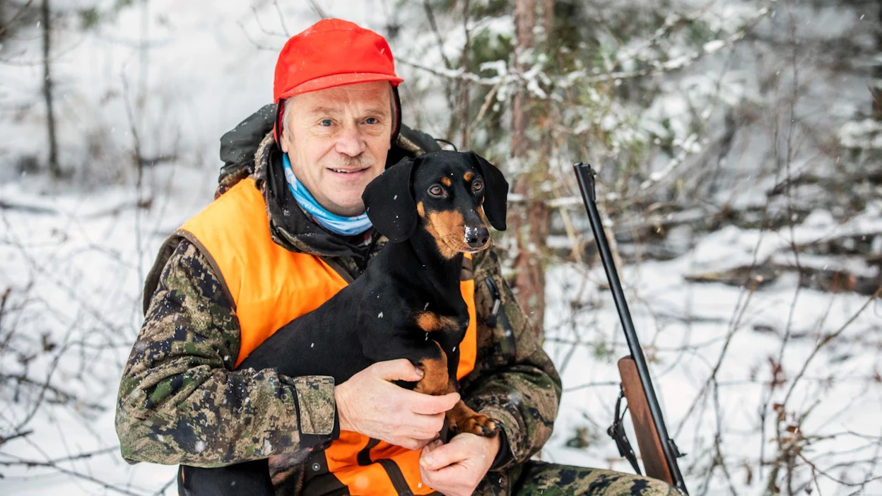 Lyhytkarvainen mäyräkoira Siperin Amanda on ylittänyt Reijo Lappalaisen odotukset sekä kotikoirana että jahtikoirana. "Yksikin hirvikaato Amandalle olisi ollut hieno juttu sen ensimmäisenä jahtisyksynä, mutta niitä tulikin useampi."