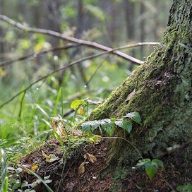 Luonnonvarakeskuksen mukaan vuoden 2019 alussa Suomessa oli suojeltuja metsiä yhteensä 2,9 miljoonaa hehtaaria.
