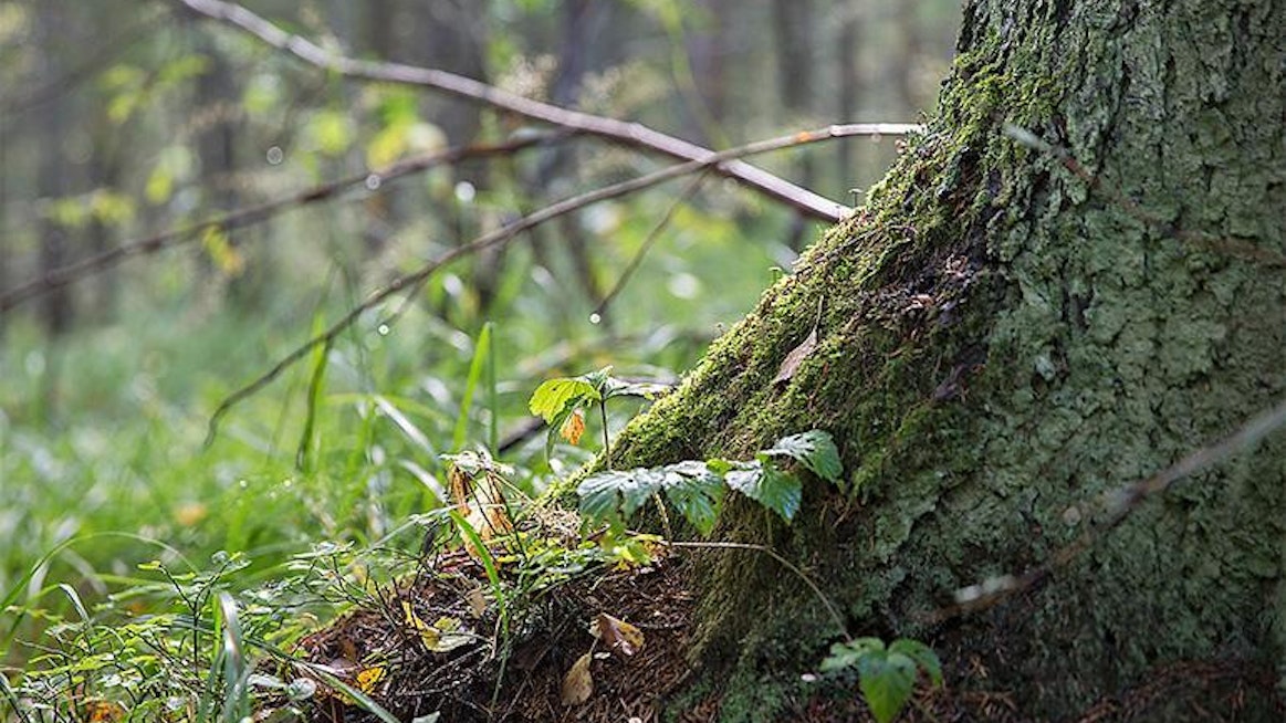 Luonnonvarakeskuksen mukaan vuoden 2019 alussa Suomessa oli suojeltuja metsiä yhteensä 2,9 miljoonaa hehtaaria.