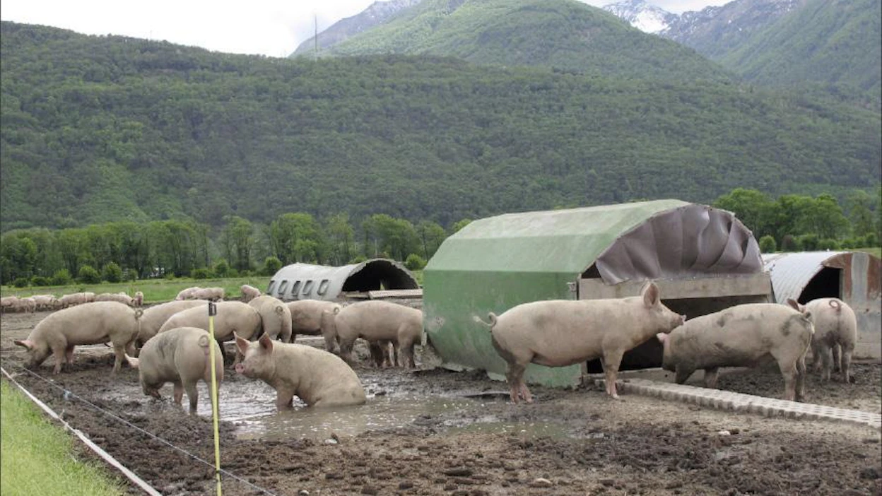 Ramellossa kasvatetaan neljäsosa porsaista lihasioiksi. Loput myydään jatkokasvatukseen. Kolme vuotta sitten lihatuotteisiin pantiin isännän kuva ja nimi. Se nosti hintaa kymmenen prosenttia. Riitta Mustonen