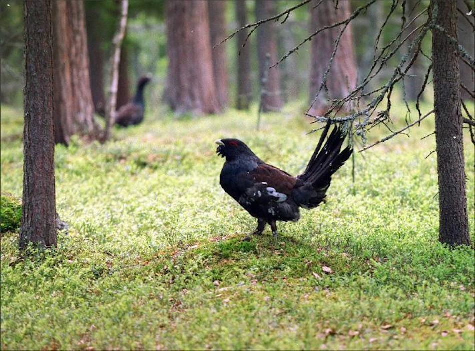 Metsähallitus ei ole aina huomioinut metson soidinpaikkoja hakkuissaan, Erkki Oikarinen kirjoittaa. Kari Salonen