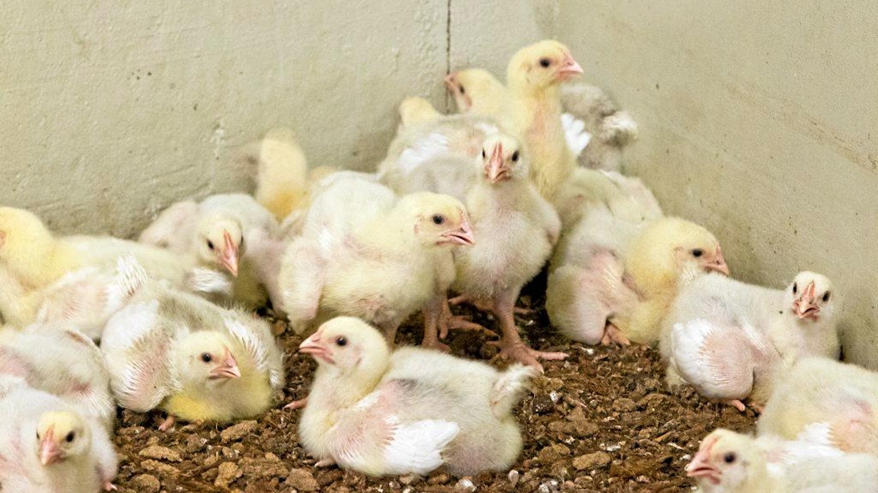 Broiler broileri kananpoika Säterin tila