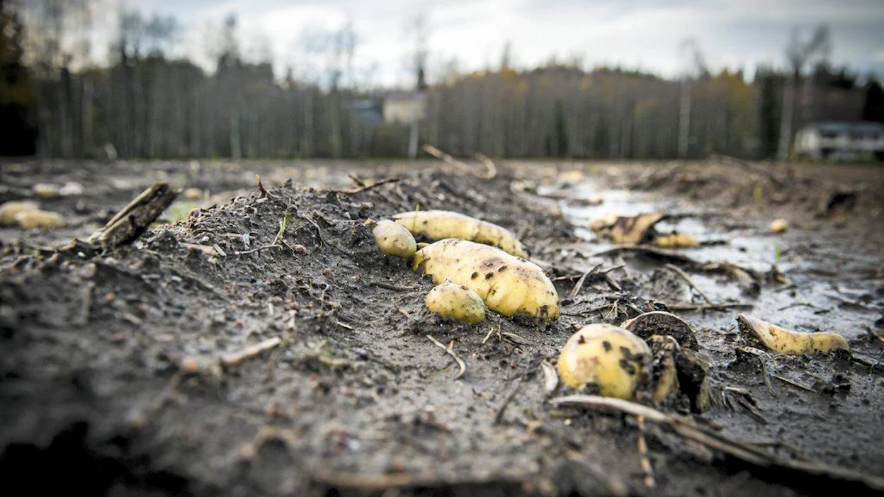 Olli Levoniemi, pellolle korjaamatta jäänyttä perunaa, Ollilla jäi muutama rivi korjaamatta märkyyden takia. Kuvassa kuvaajan pyynnöstä tutkii joko peltoon jäänyttä satoa.