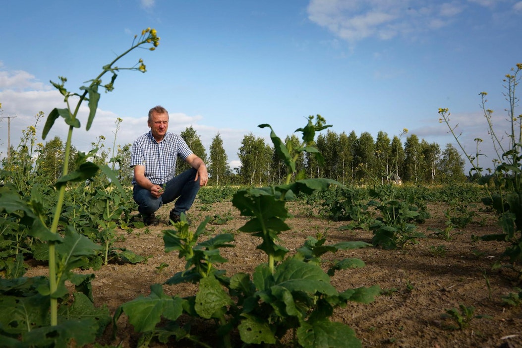 Heinäkuun alussa rypsi kasvoi harvassa Koskella kuivuuden haitattua itämistä.