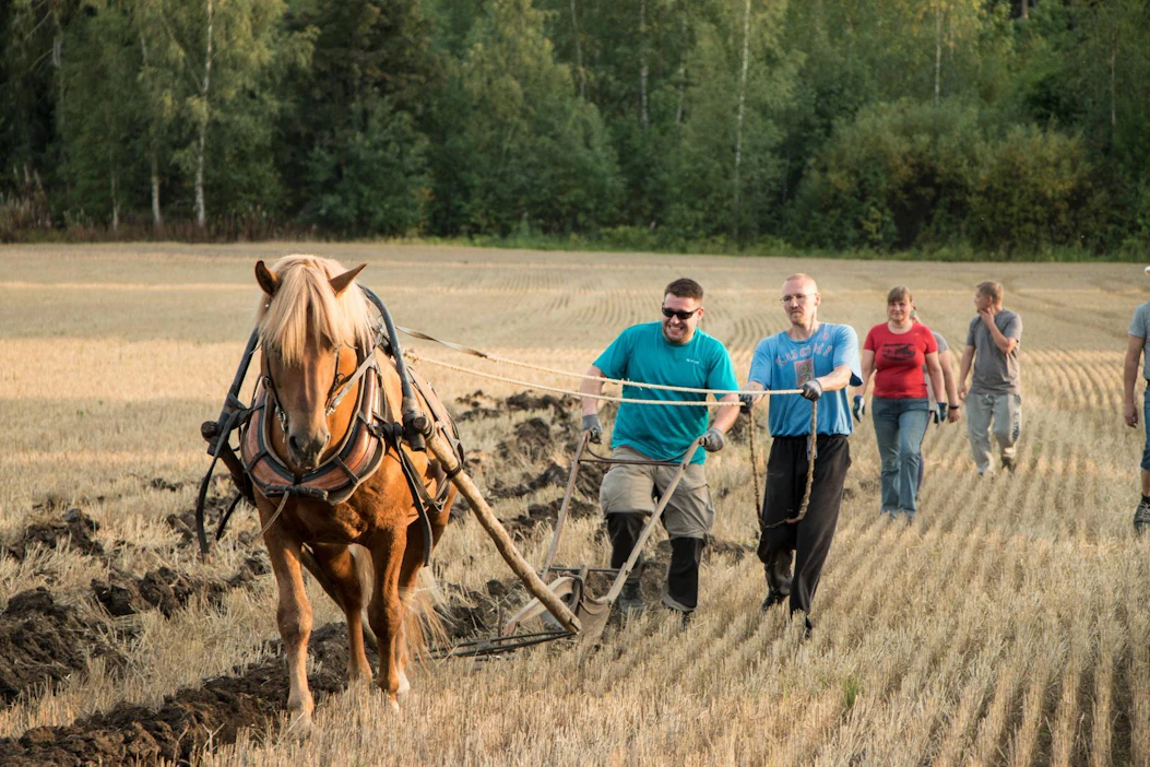 Suomenhevosori Tuohivirsu kiskoo auraa, Janne Kokki kyntää ja Jussi Jalava ohjastaa.