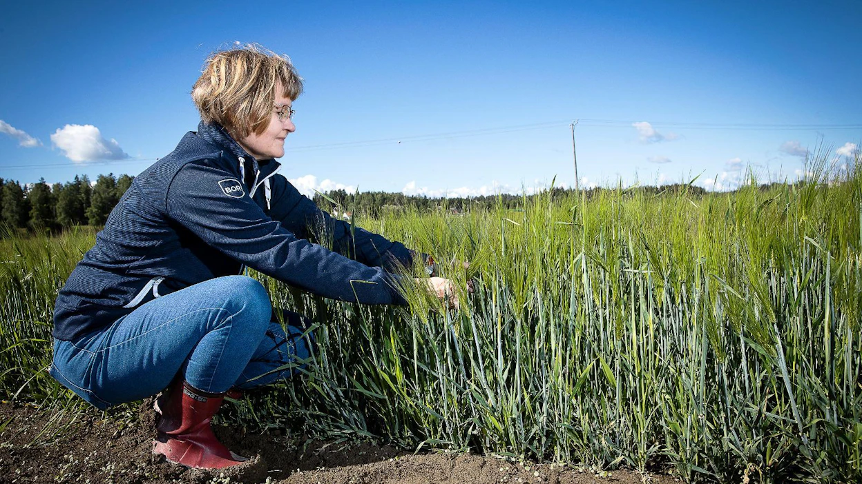 Merja Veteläinen tutkii Borealin viljaruutuja Jokioisilla.