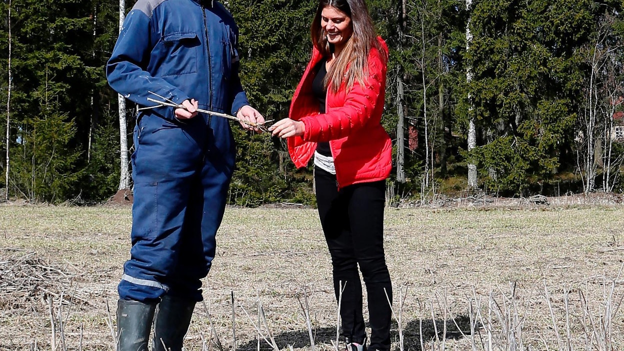 Ilari Sundberg esittelee Vilja-alan yhteistyöryhmän tiedottajalle Katri Popoville syysviljojen talvehtimista.