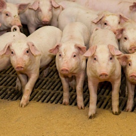 Satoja tuhansia sikoja on jouduttu teurastamaan afrikkalaisen sikaruton takia. Kuvan siat eivät liity tapaukseen.