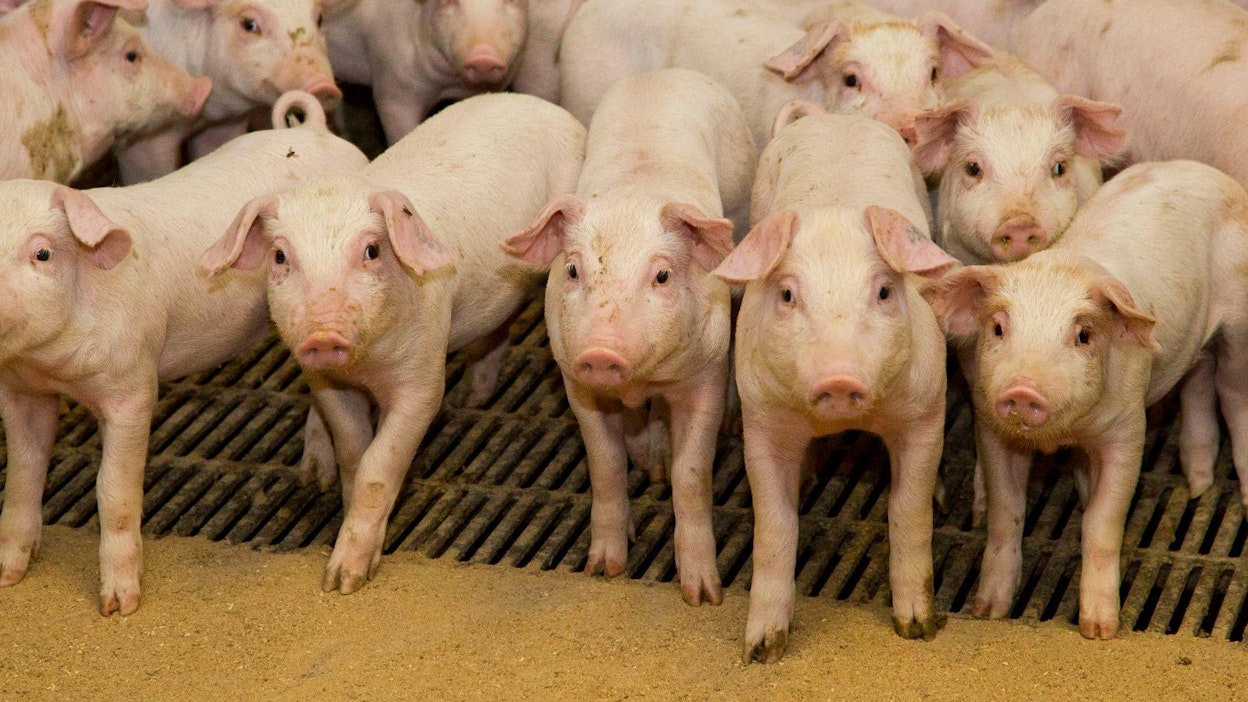 Satoja tuhansia sikoja on jouduttu teurastamaan afrikkalaisen sikaruton takia. Kuvan siat eivät liity tapaukseen.
