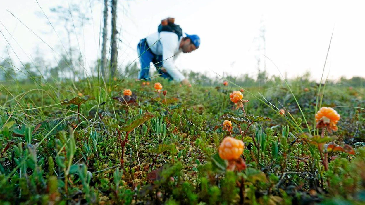 Koillismaalla korpihillaa tulee tänä vuonna kohtalaisesti. Mika Kuusijärvi kerää hillaa myyntiin sekä omaan käyttöön. 21.7.2014 Pudasjärvi. Kuva Pekka Fali.