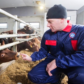 Vesa Eronen tuottaa naudanlihaa Liperissä.