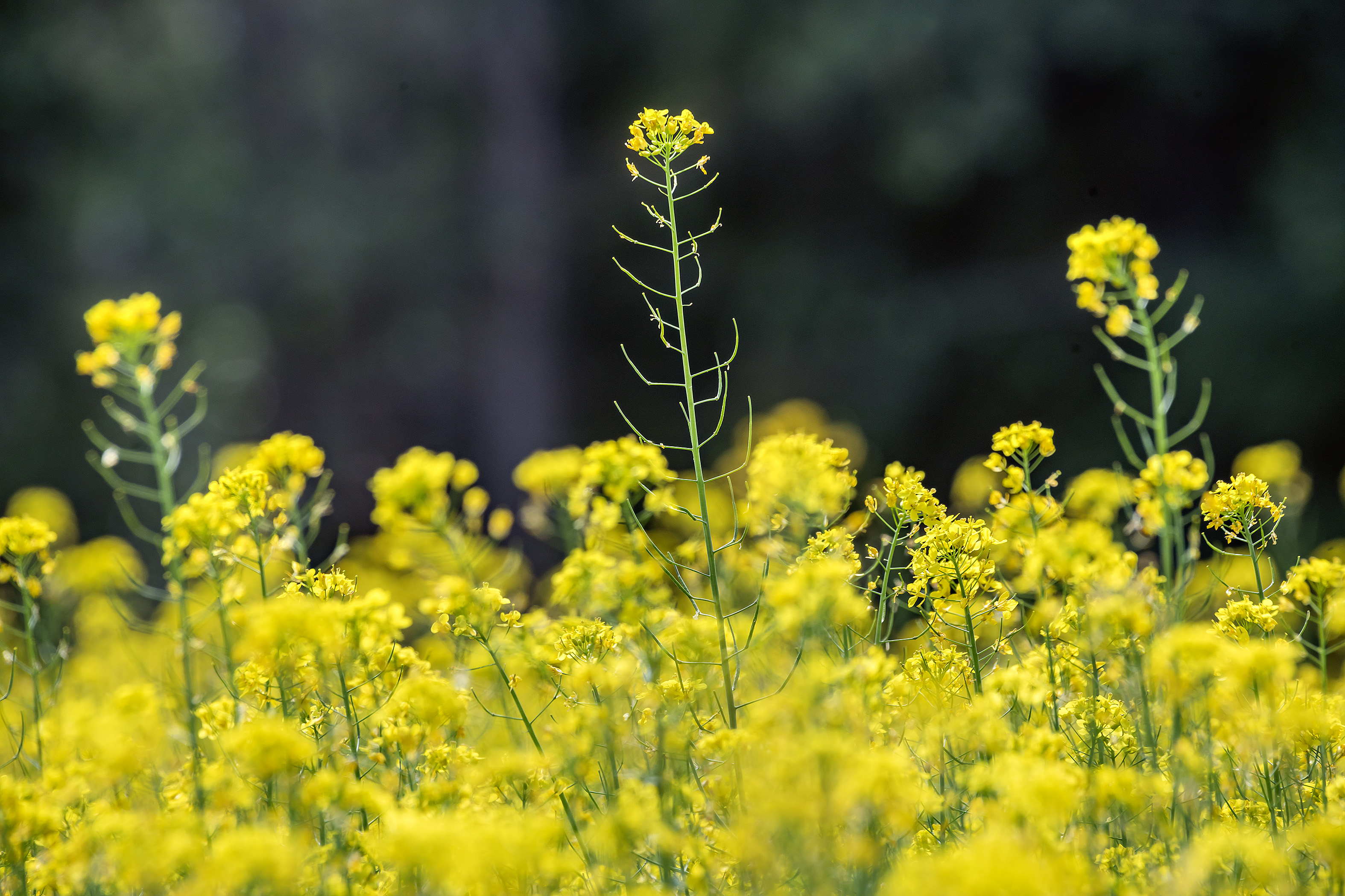 Siemenkauppanäkymät ennakoivat ensi kesälle aiempia vuosia enemmän keltaisena kukkivia rypsi- ja rapsipeltoja.
