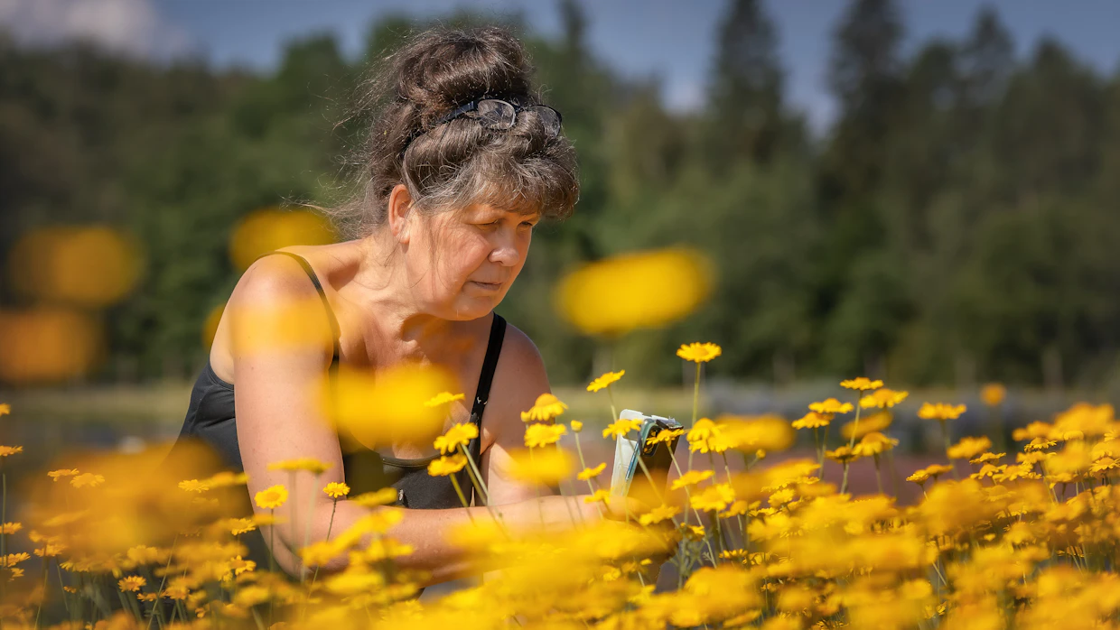 Pellonpiennarpäivän osallistuja Eeva Hämäläinen-Rämö kuvaa puhelimellaan tuoreeltaan muistiin kasvikierroksella esitellyt kasvit.
