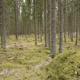 Metsän jakaminen usealle lahjansaajalle pienentää saatavaa vähennystä.