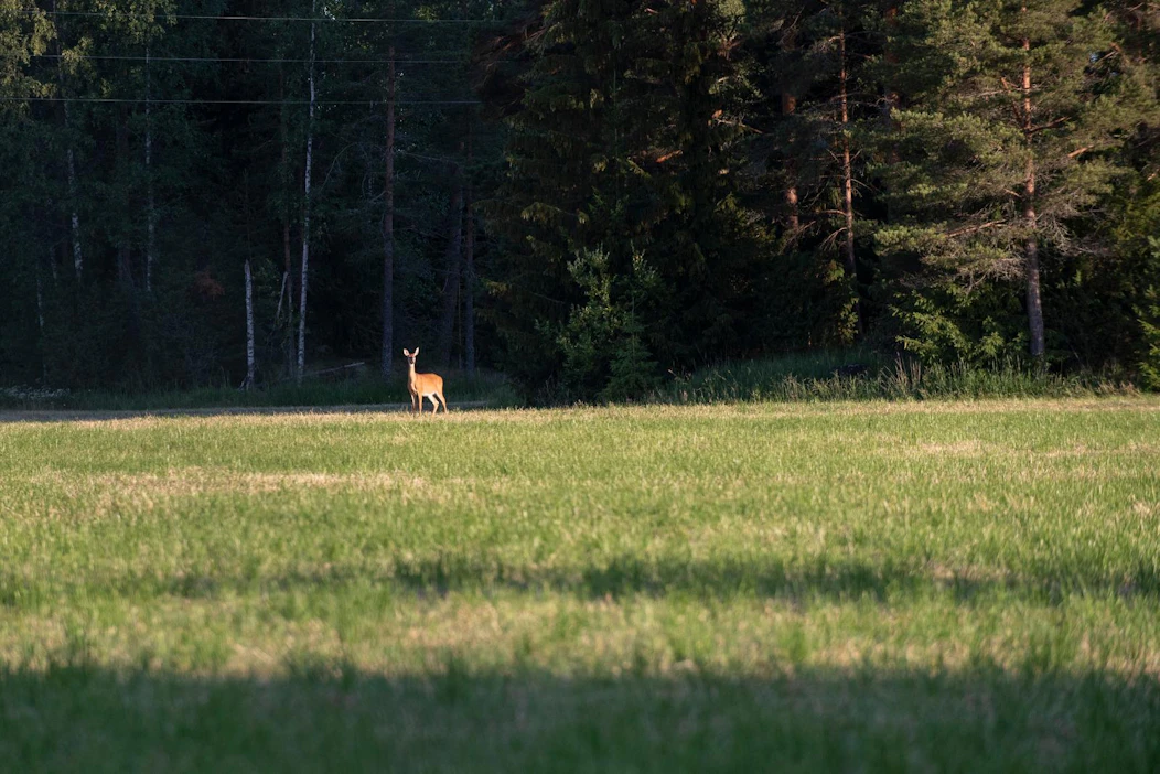 Peurat ovat arkinen näky Pirkanmaalla, Uudellamaalla ja Varsinais-Suomessa. Kuva Urjalasta.
