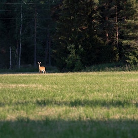 Peurat ovat arkinen näky Pirkanmaalla, Uudellamaalla ja Varsinais-Suomessa. Kuva Urjalasta.
