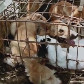 Eläimiä varastetaan ja salakuljetetaan pitkiäkin matkoja pienissä häkeissä eikä niistä huolehdita matkan aikana. Kuva eläinrääkkäystä vastaan kampanjoivan SoiDogin Youtube-kanavalta.