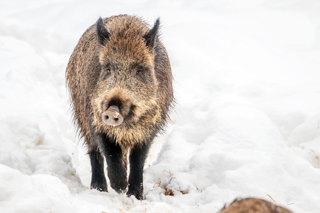 Afrikkalainen sikarutto on levinnyt villisioista kesysikoihin.