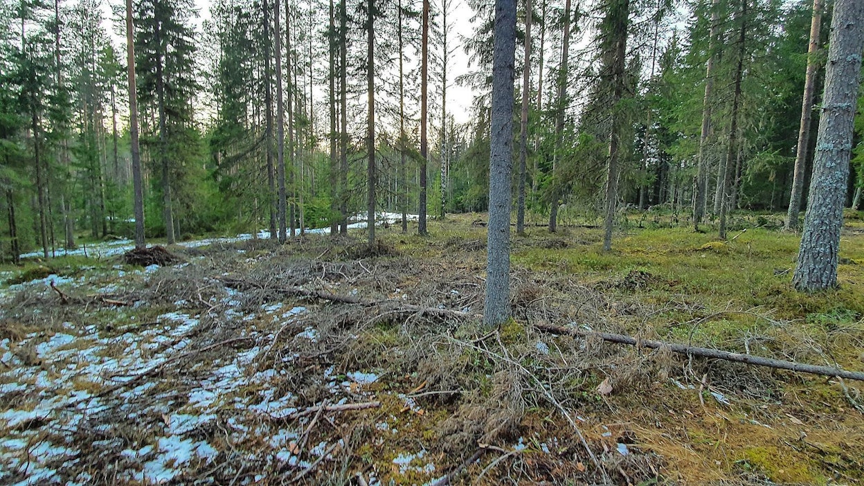 Sulan maan aikaan korjatut kuusikot ja männiköt ovat riskialttiita lahottajasienien tartunnoille. Näissä kohteissa on jo pitkään käytetty kantokäsittelyä. Nyt on havaittu myös, että pienempiläpimittaisissa havupuutamikoissa olisi kesäaikaan syytä käyttää kantokäsittelyä – mutta miten, se onkin oma kysymyksensä.