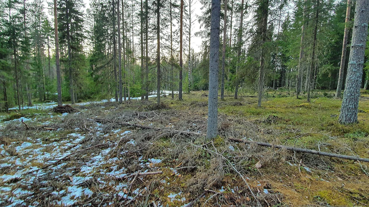 Sulan maan aikaan korjatut kuusikot ja männiköt ovat riskialttiita lahottajasienien tartunnoille. Näissä kohteissa on jo pitkään käytetty kantokäsittelyä. Nyt on havaittu myös, että pienempiläpimittaisissa havupuutamikoissa olisi kesäaikaan syytä käyttää kantokäsittelyä – mutta miten, se onkin oma kysymyksensä.