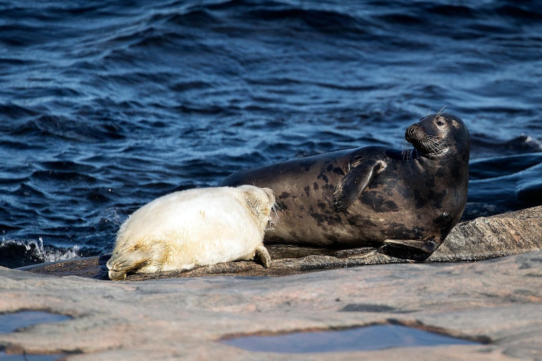 Harmaahyljenaaras imettämässä kuuttia.