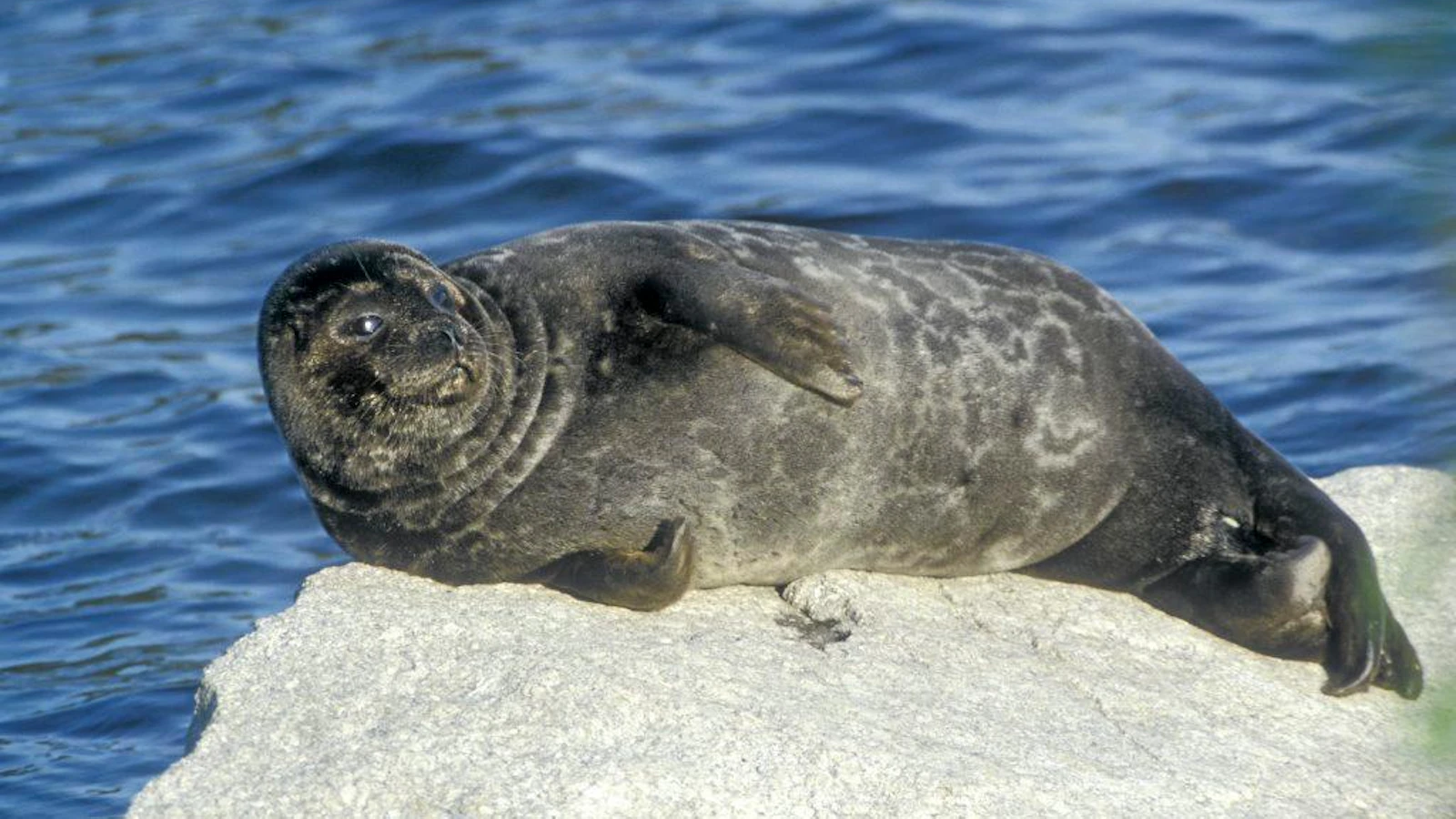 Maaseudun Tulevaisuus