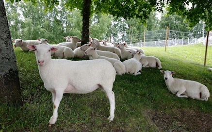 Todennäköisesti susi kävi tappamassa laitumella olevia lampaita Vaalassa. Kuvan lampaat eivät liity tapaukseen.