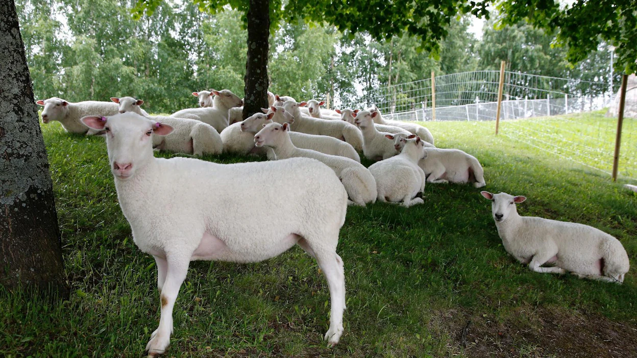 Todennäköisesti susi kävi tappamassa laitumella olevia lampaita Vaalassa. Kuvan lampaat eivät liity tapaukseen.