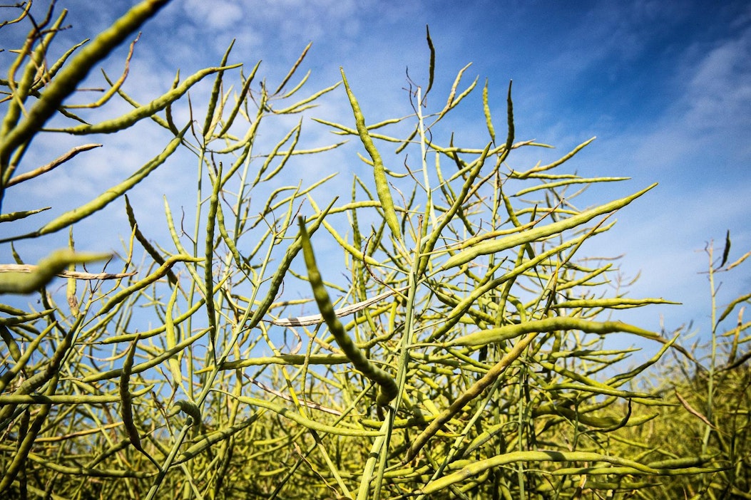 Syysöljykasvien satotasot ovat kevätöljykasveja korkeampia.