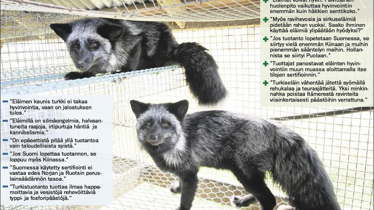 ”Turkiseläimet kärsivät liikunnan ja virikkeiden puutteesta, turhautuvat ja voivat huonosti”, sanovat tarhausta vastustavat. Kannattaja ovat päinvastaista mieltä. Kimmo Haimi