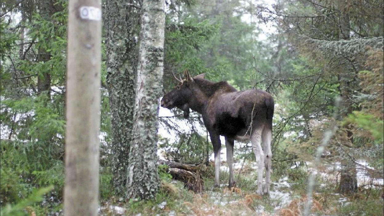 Hirvivahingot lisääntyivät edellis-vuodesta ainoastaan kolmella Suomen metsäkeskuksen alueella. markku vuorikari