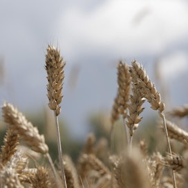 Stratégie Grains laski ennustettaan EU:n vehnäsadosta toistamiseen kahden viikon sisällä.