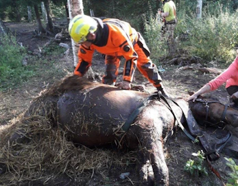 Hevonen oli päässyt aitauksen ulkopuolelle ja joutunut ojaan selkäänsä myöten. Se oli väsynyt eikä pääsyt omin avuin kiipelistä. LEHTIKUVA / HANDOUT / LÄNSI-UUDENMAAN PELASTUSLAITOS