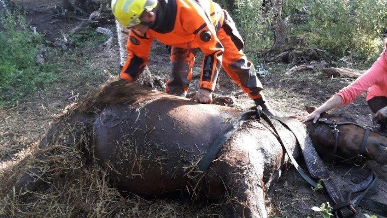 Hevonen oli päässyt aitauksen ulkopuolelle ja joutunut ojaan selkäänsä myöten. Se oli väsynyt eikä pääsyt omin avuin kiipelistä. LEHTIKUVA / HANDOUT / LÄNSI-UUDENMAAN PELASTUSLAITOS