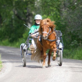 Pomona II ja Mats Havulehto lähtevät ennakkosuosikkeina ponikuningatar-kisaan. MT vieraili kaksikon luona Sipoossa viime kesänä, kun he olivat voittaneet ponien Mini-Elitloppetin.