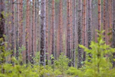 Lapin ja Pohjois-Pohjanmaan ensiharvennusrästien keskittymät sijaitsevat kuivahkoilla ja tuoreilla kankailla sekä niitä ravinteisuustasoltaan vastaavilla soilla.