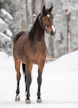 Kovasukuinen 2-vuotias tamma Stonecapes Violet tulee ravaamaan alku-urallaan Teivon jättikimpan nimissä. Mahdollisista palkintorahoista lohkaistaan iso siivu hyväntekeväisyyteen.
