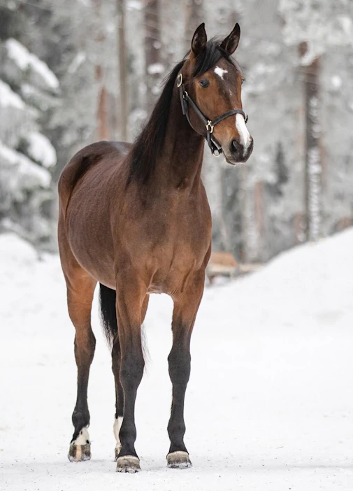 Kovasukuinen 2-vuotias tamma Stonecapes Violet tulee ravaamaan alku-urallaan Teivon jättikimpan nimissä. Mahdollisista palkintorahoista lohkaistaan iso siivu hyväntekeväisyyteen.