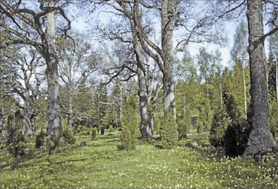 Tammi kasvaa 300 vuotta, kukoistaa 300 vuotta ja kuolee 300 vuotta. Vanhoja tammia Paraisten Lenholmenilla. JORMA PEIPONEN
