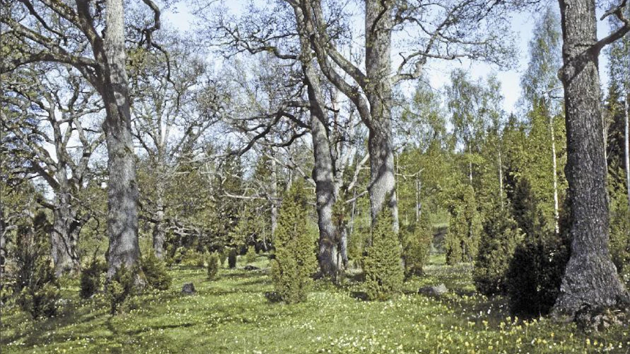Tammi kasvaa 300 vuotta, kukoistaa 300 vuotta ja kuolee 300 vuotta. Vanhoja tammia Paraisten Lenholmenilla. JORMA PEIPONEN