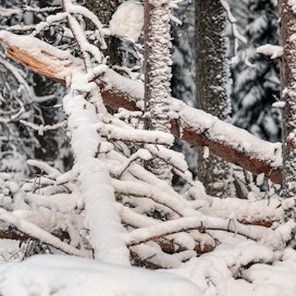 Raskas nuoskatykky on katkonut kymmeniä tuhansia kuutiometrejä puuta Itä-Suomessa.