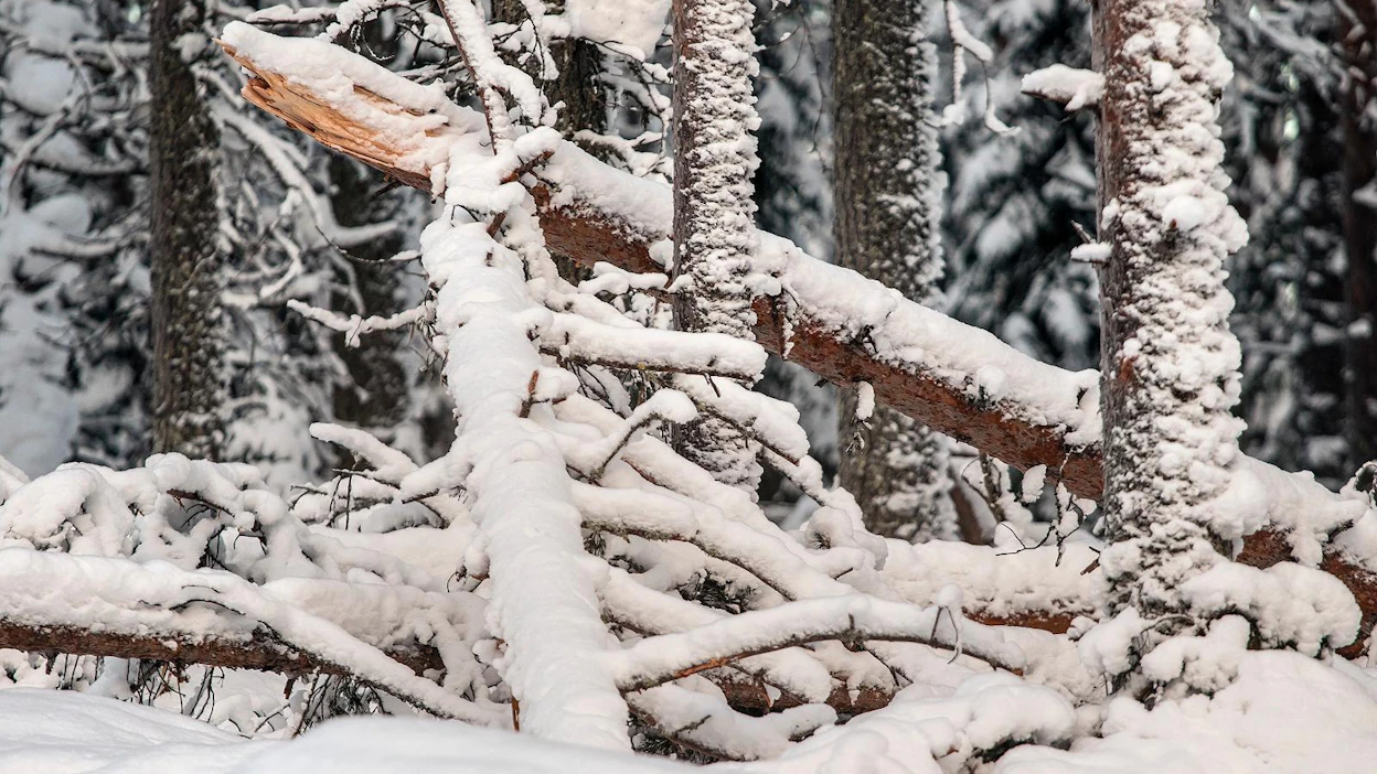 Raskas nuoskatykky on katkonut kymmeniä tuhansia kuutiometrejä puuta Itä-Suomessa.