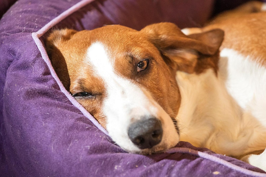 Arkistokuva pedillään loikoilevasta suomalaisesta dreeveristä.