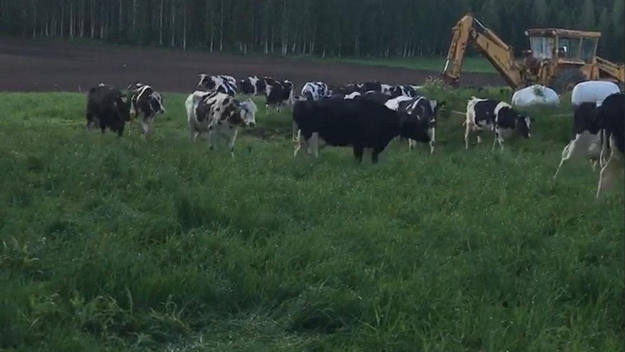 56 lehmää tallustaa navettaan, kun Eija Huusko kutsuu niitä.