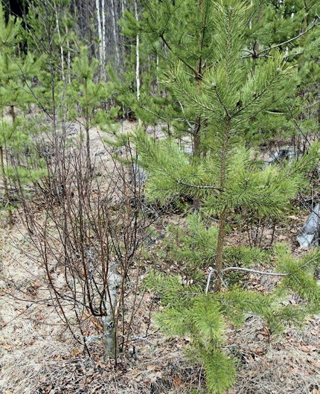 Pitkiin kantoihin muodostuneet vesat kilpailuttavat alaoksia. Hirvet eivät ole syöneet männyistä latvakasvaimia, vaan vesojen viereisten männynoksien latvasilmuja.
