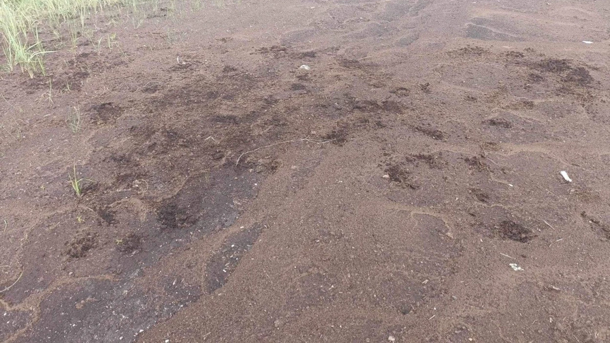 Turvepellolta löytyi runsaasti jälkiä, joiden perusteella susia epäillään olevan useampia.